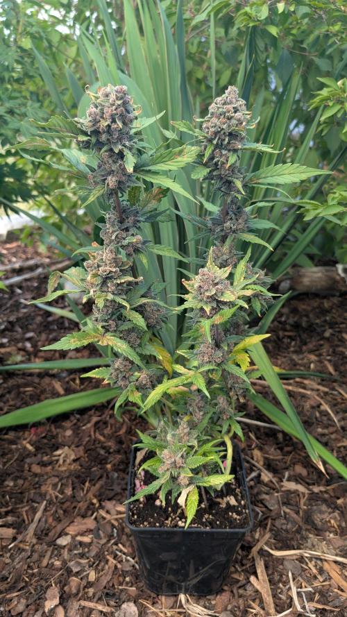 Purple Lemonade Auto Fast Buds Outdoor. Week 13 - Day 91