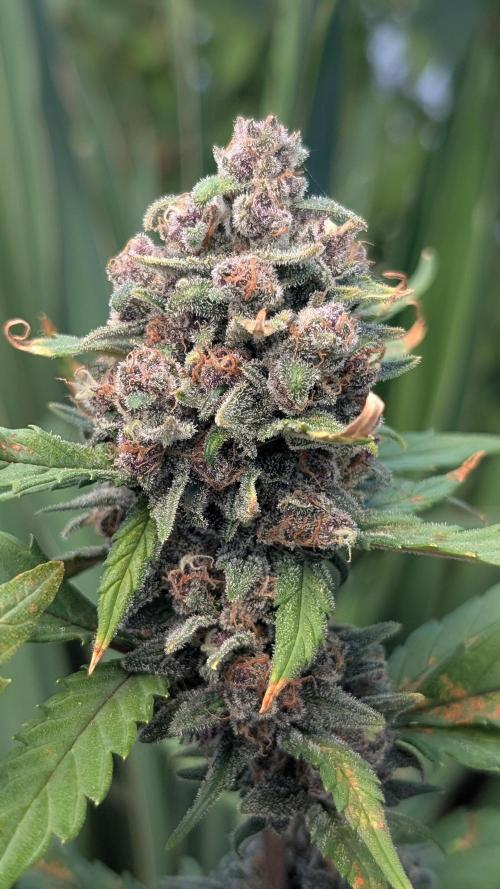 Purple Lemonade Auto. Week 13