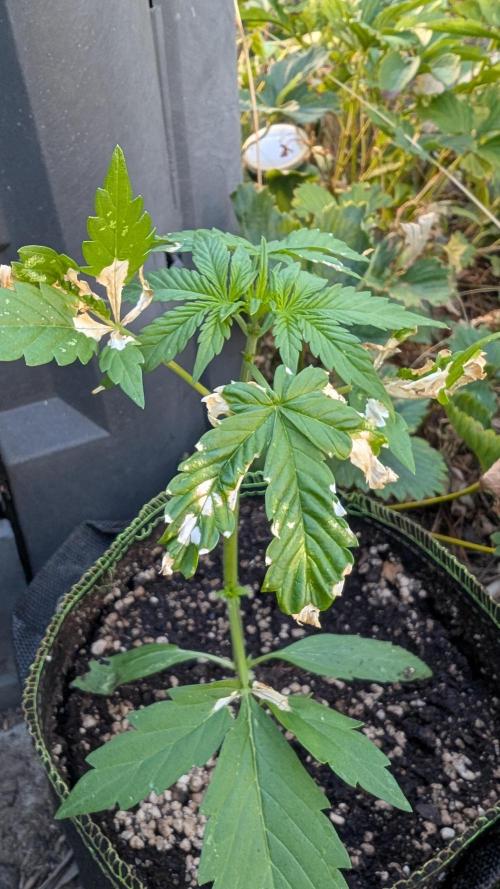 Toffee Pudding Auto. Week 4