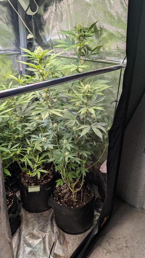 Glue Prom Walipini Seeds. Week 13 - Day 91