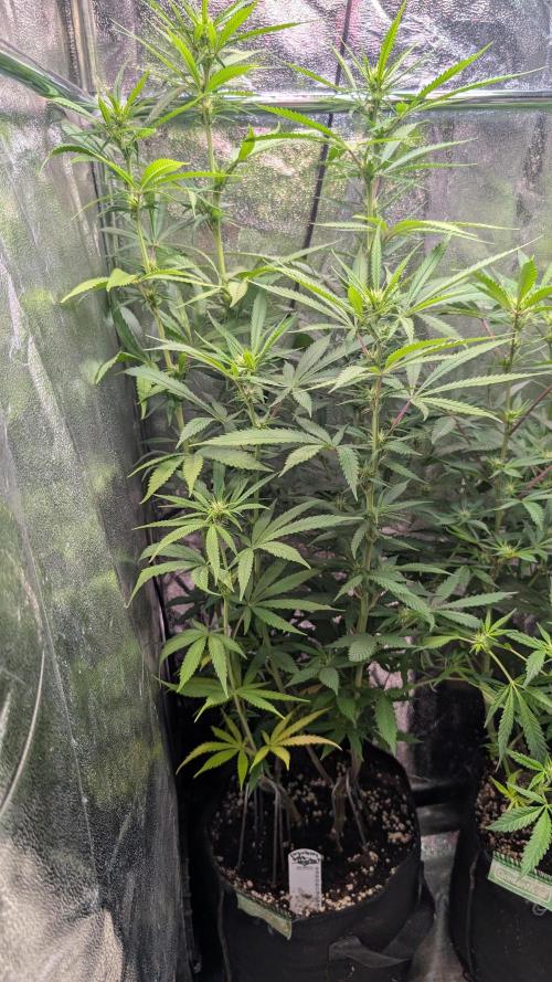 Strawberry Cola Sherbet F1 Fast Version. Week 12