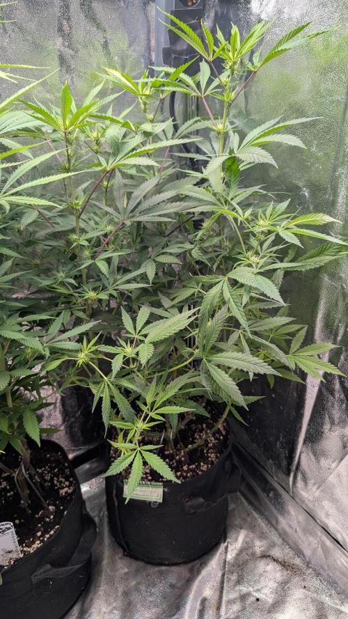 The Gassy One Super Sativa Seed Club. Week 12 - Day 84