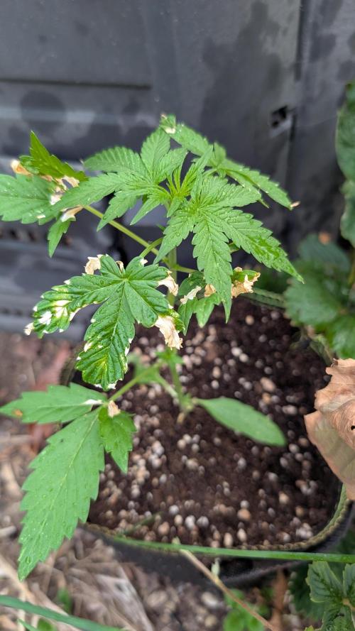 Toffee Pudding Auto. Week 5