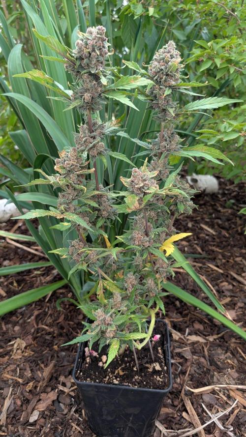 Purple Lemonade Auto Fast Buds Outdoor. Week 14 - Day 92