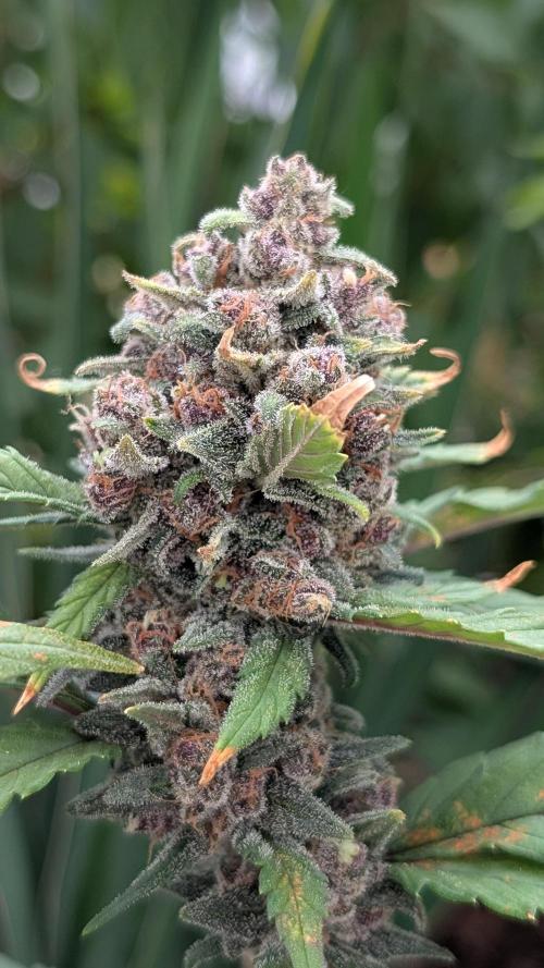 Purple Lemonade Auto Fast Buds Outdoor. Week 14 - Day 92