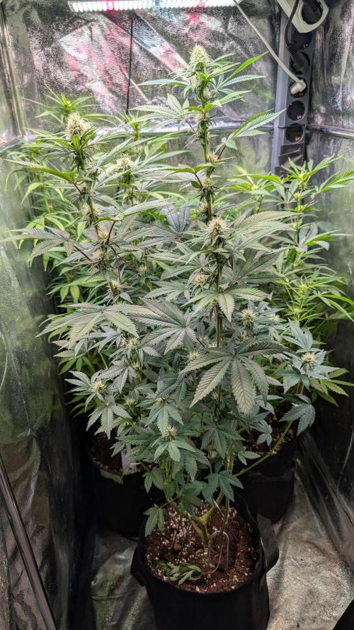 Glue Prom Walipini Seeds. Week 14 - Day 92
