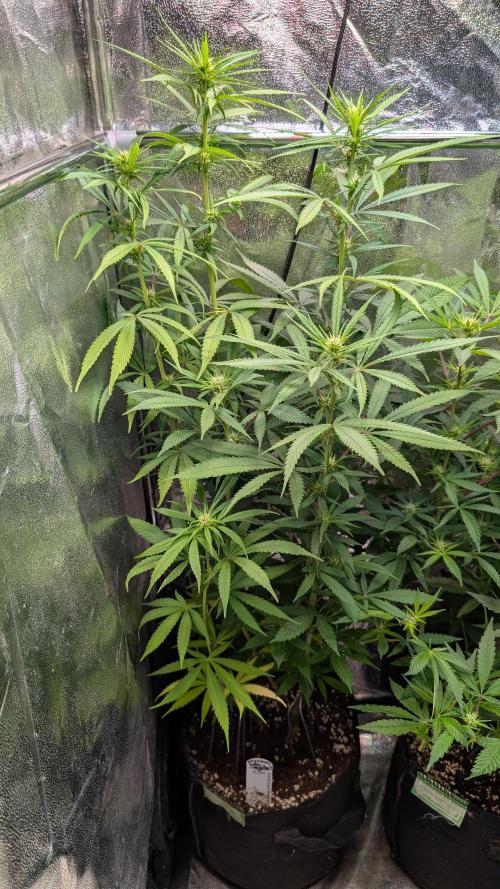 Strawberry Cola Sherbet F1 Fast Version. Week 13