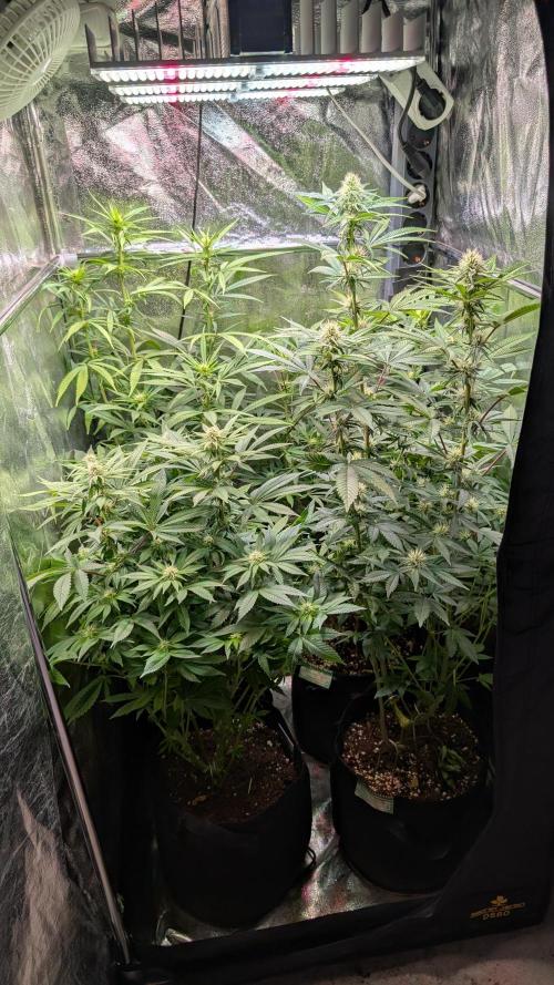 Super Boof Weed Seed Shop. Week 13 - Day 85
