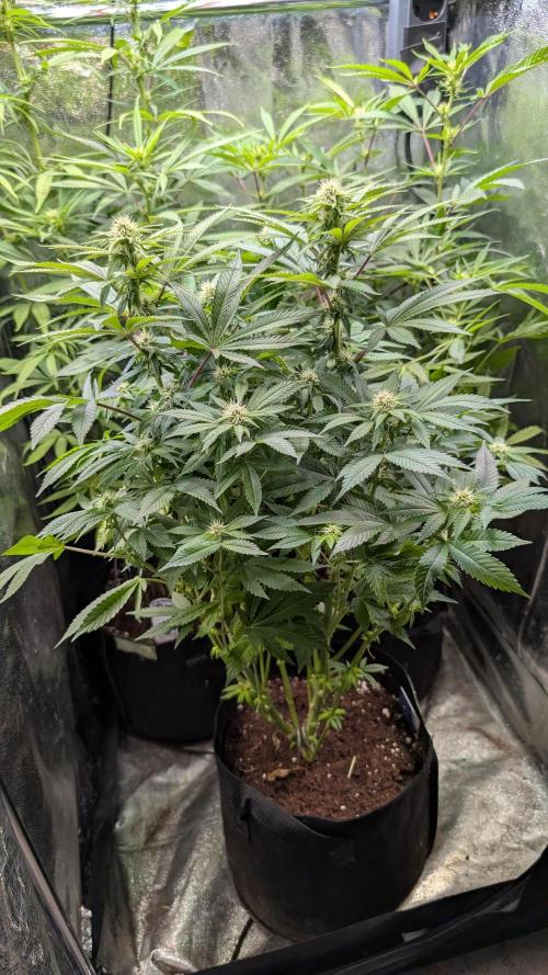 Super Boof Weed Seed Shop. Week 13 - Day 85
