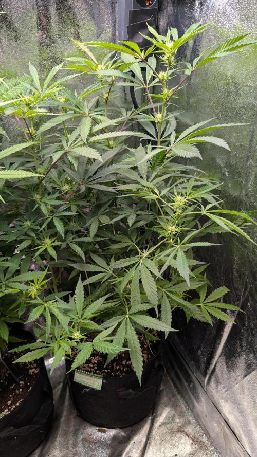 The Gassy One Super Sativa Seed Club. Week 13 - Day 85