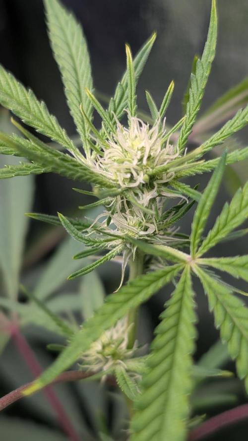 The Gassy One Super Sativa Seed Club. Week 13 - Day 85