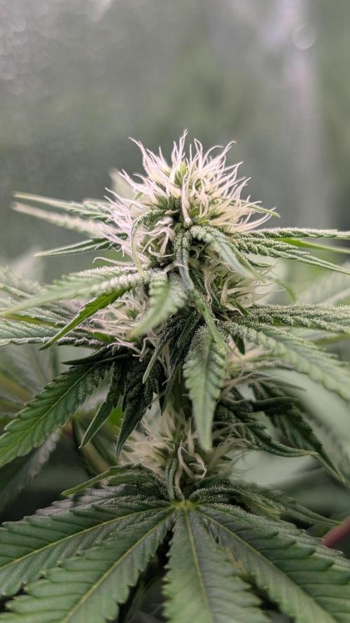 Super Boof Weed Seed Shop. Week 13 - Day 85