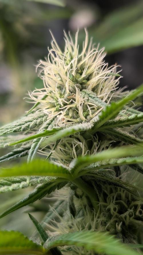 Glue Prom Walipini Seeds. Week 14 - Day 92