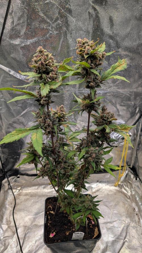 Purple Lemonade Auto Fast Buds Outdoor. Week 14 - Day 94
