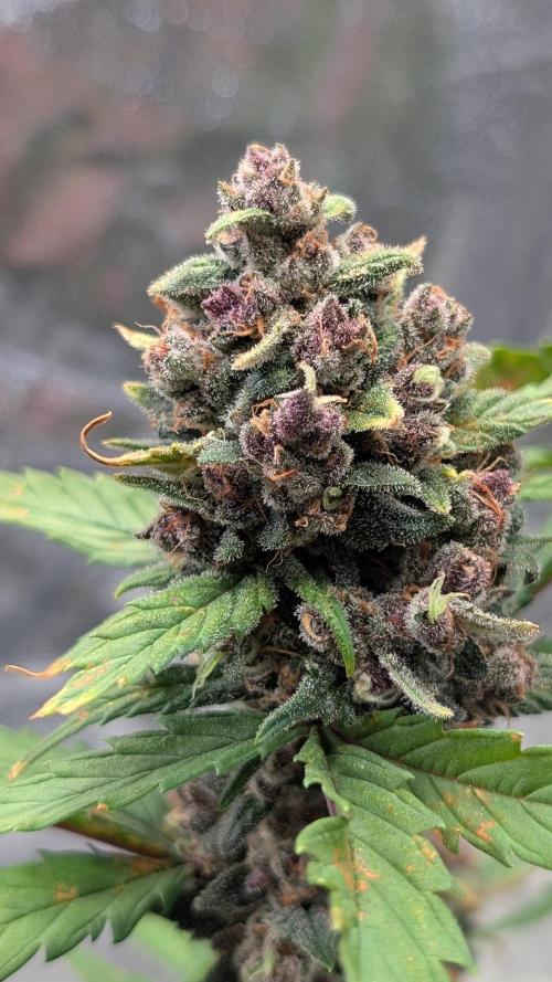 Purple Lemonade Auto Fast Buds Outdoor. Week 14 - Day 94