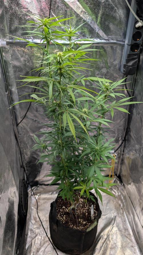 Strawberry Cola Sherbet F1 Sweet Seeds. Week 13 - Day 87