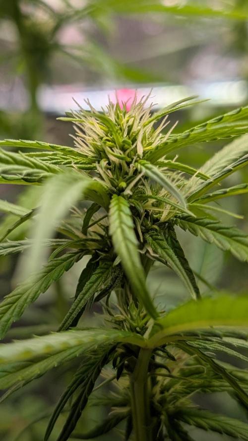 Strawberry Cola Sherbet F1 Sweet Seeds. Week 13 - Day 87