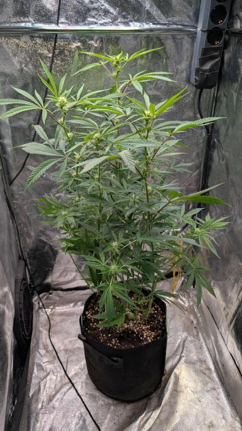 The Gassy One Super Sativa Seed Club. Week 13 - Day 87