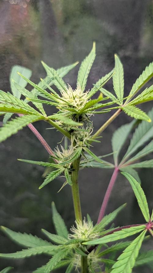 The Gassy One Super Sativa Seed Club. Week 13 - Day 87