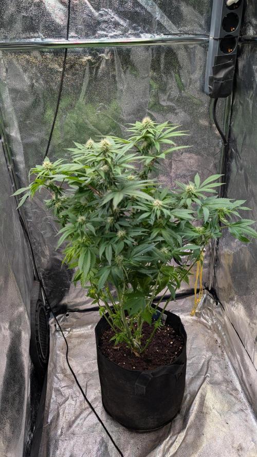 Super Boof Weed Seed Shop. Week 13 - Day 87