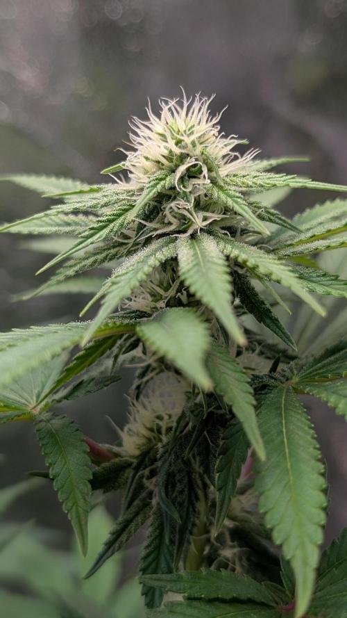 Super Boof Weed Seed Shop. Week 13 - Day 87