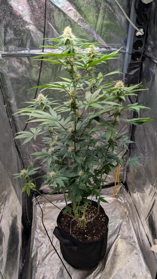 Glue Prom Walipini Seeds. Week 14 - Day 94