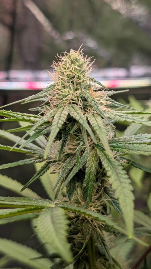Glue Prom Walipini Seeds. Week 14 - Day 94