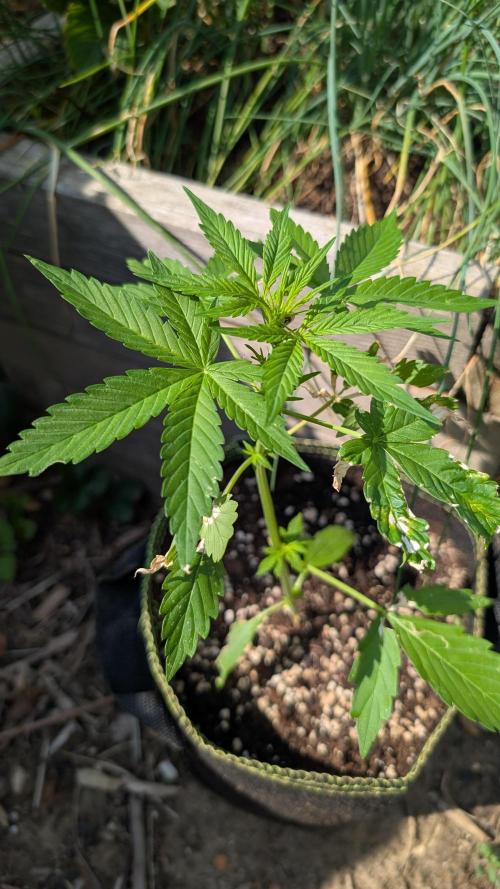 Toffee Pudding Auto. Week 5