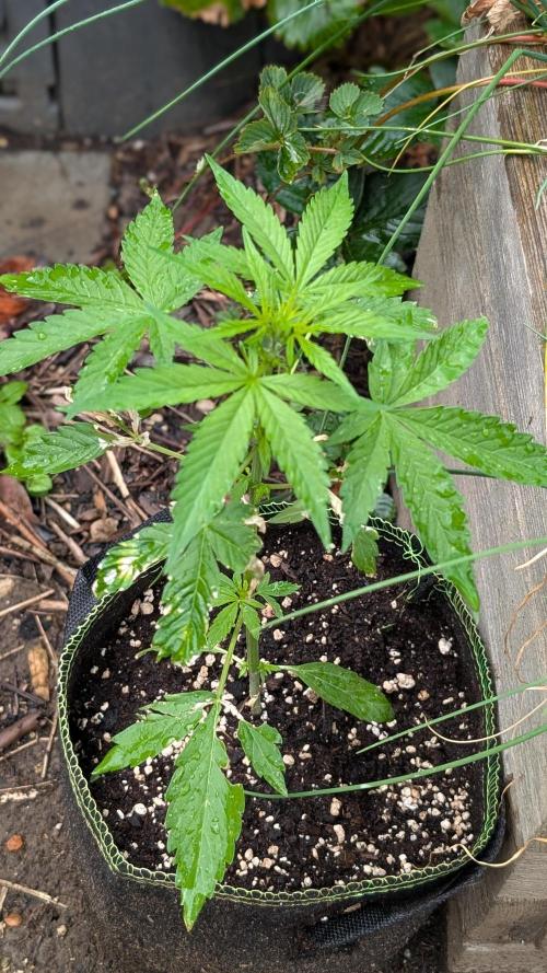 Toffee Pudding Auto Anesia Seeds. Week 5 - Day 34