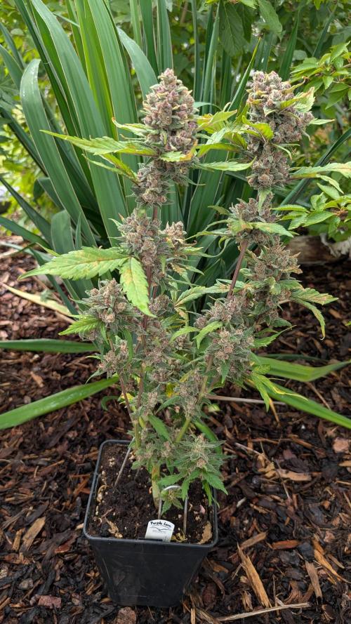 Purple Lemonade Auto Fast Buds Outdoor. Week 14 - Day 96