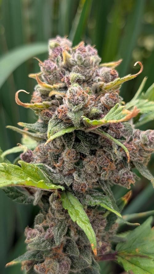 Purple Lemonade Auto Fast Buds Outdoor. Week 14 - Day 96