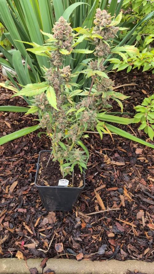 Purple Lemonade Auto Fast Buds Outdoor