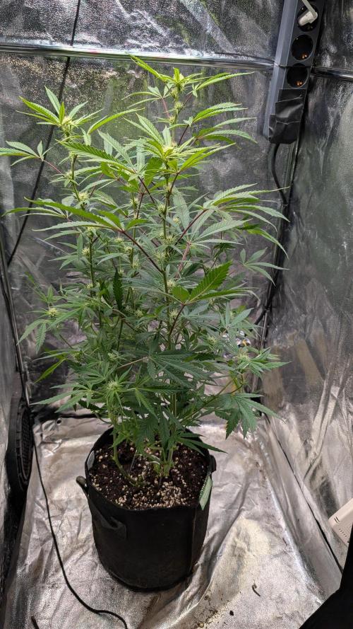 The Gassy One Super Sativa Seed Club. Week 13 - Day 90