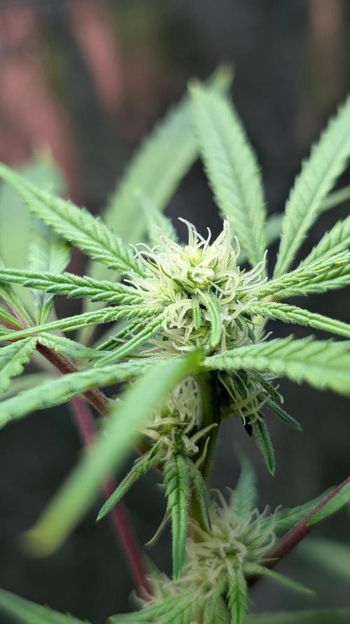 The Gassy One Super Sativa Seed Club. Week 13 - Day 90 