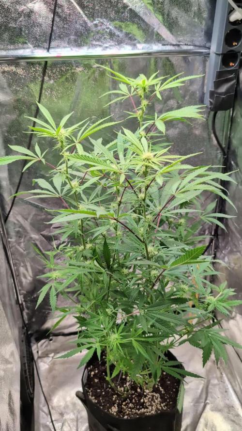 The Gassy One Super Sativa Seed Club