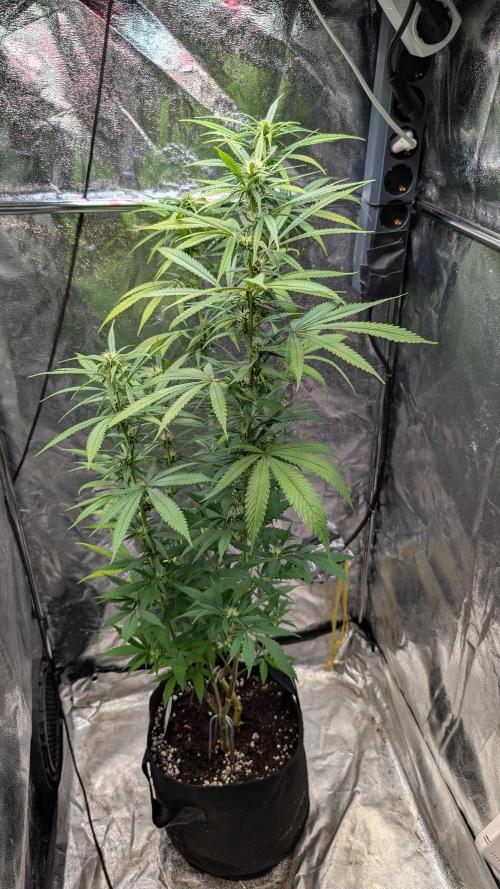 Strawberry Cola Sherbet F1 Sweet Seeds. Week 13 - Day 90