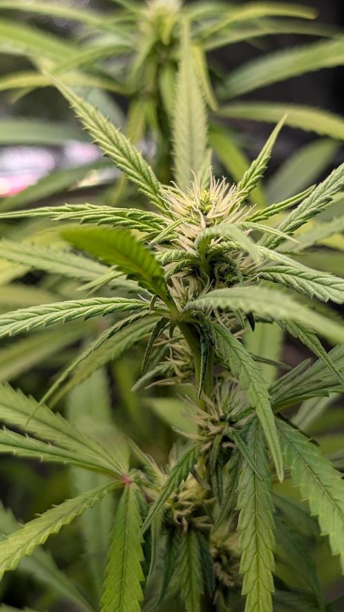 Strawberry Cola Sherbet F1 Sweet Seeds. Week 13 - Day 90