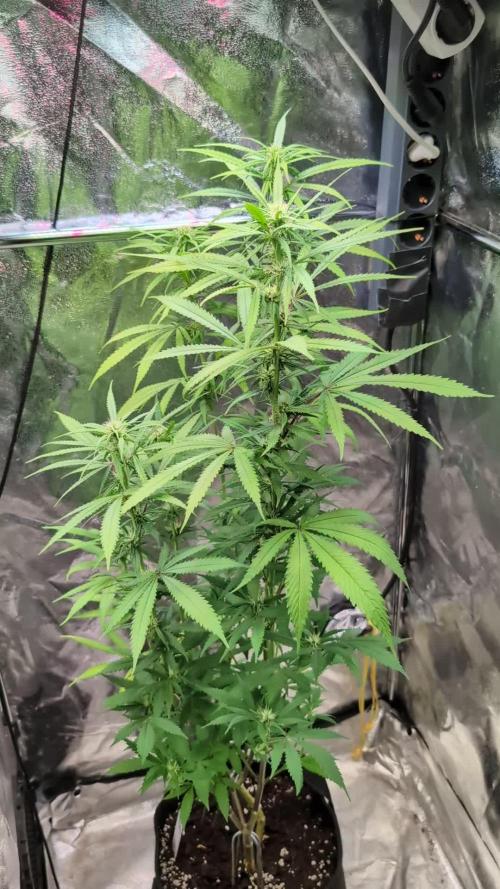 Strawberry Cola Sherbet F1 Sweet Seeds
