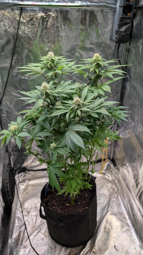 Super Boof Weed Seed Shop. Week 13 - Day 90
