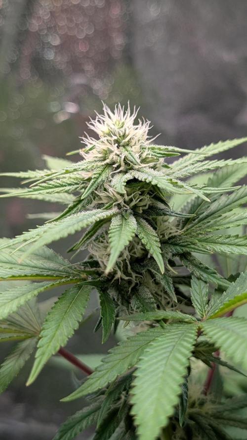 Super Boof Weed Seed Shop. Week 13 - Day 90