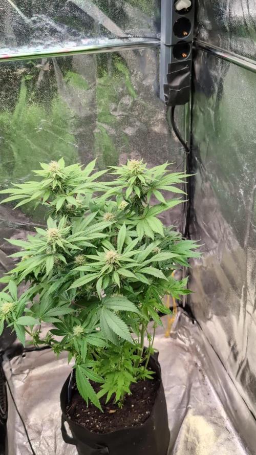 Super Boof Weed Seed Shop