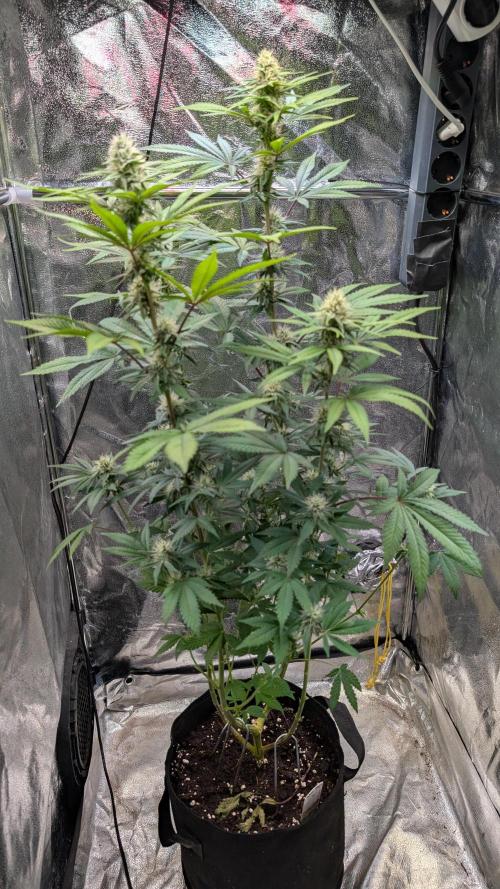 Glue Prom Walipini Seeds. Week 14 - Day 97