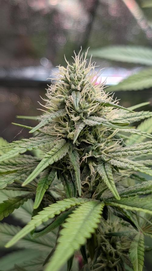 Glue Prom Walipini Seeds. Week 14 - Day 97