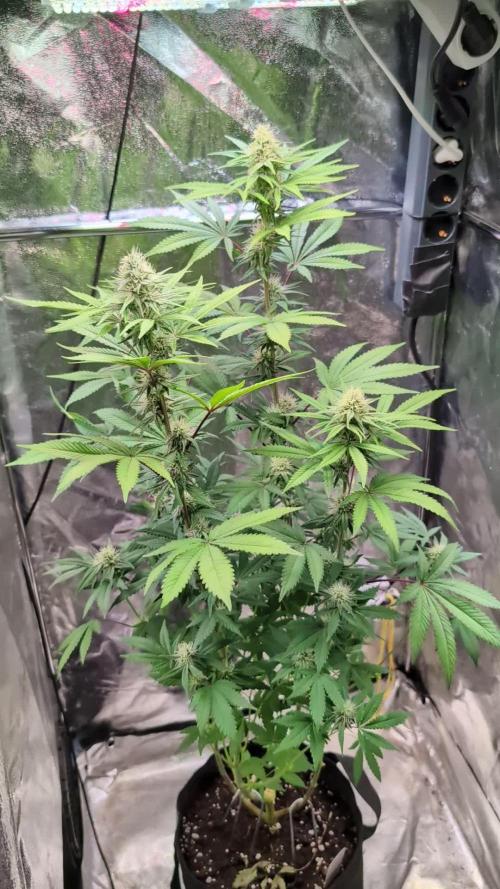 Glue Prom Walipini Seeds