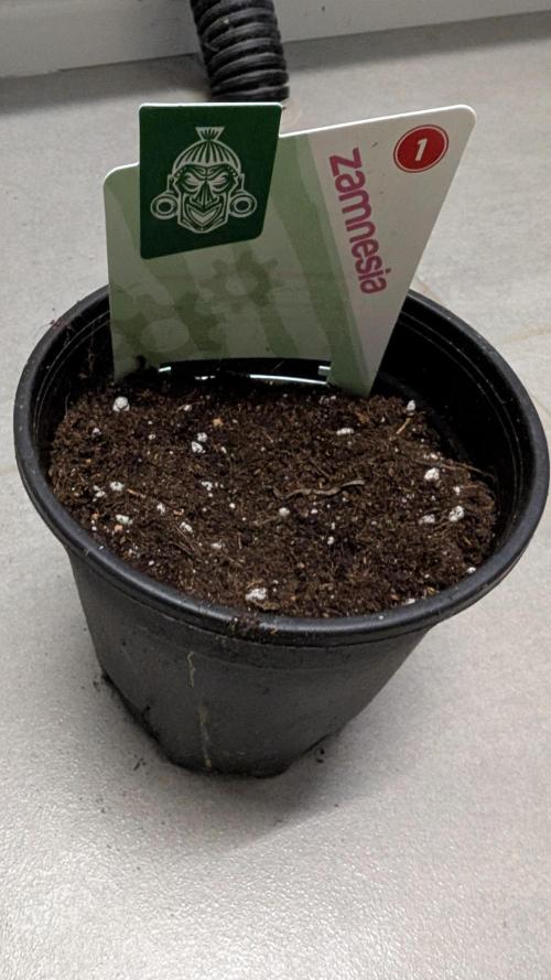 Watermelon Candy Auto - Zamnesia Seeds. Week 0