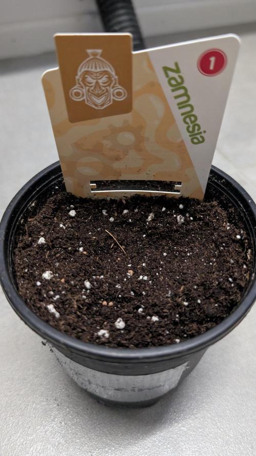 Apple Fritter Auto - Zamnesia Seeds. Week 0