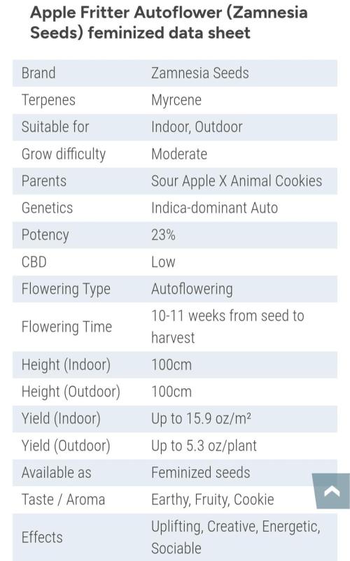 Apple Fritter Auto - Zamnesia Seeds. Week 0