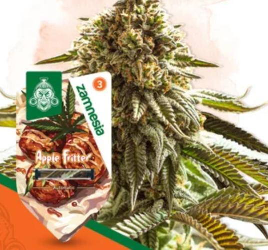 Apple Fritter Auto - Zamnesia Seeds. Week 0