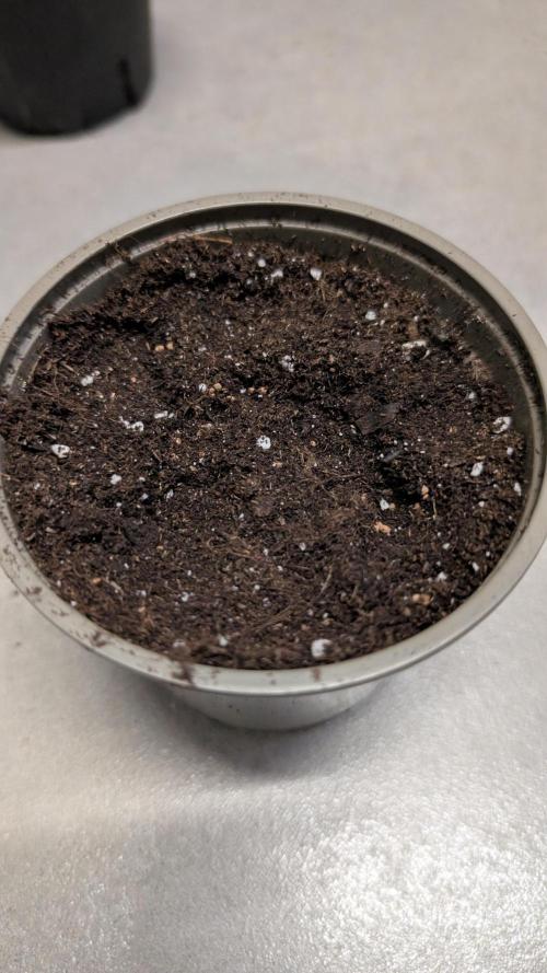 Auto Super Skunk - Sensible Seeds. Week 0