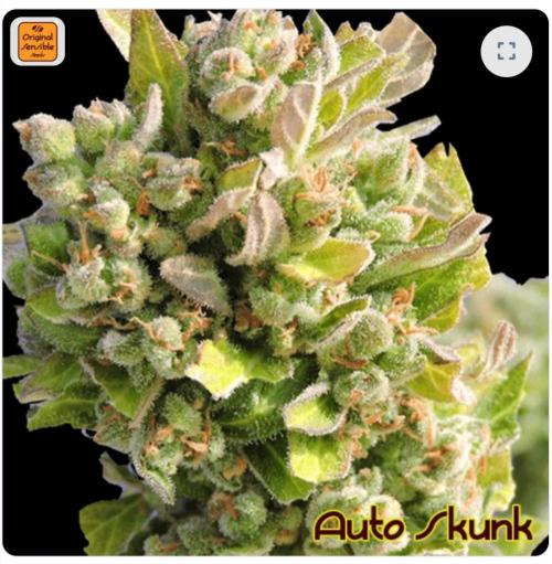 Auto Super Skunk - Sensible Seeds. Week 0